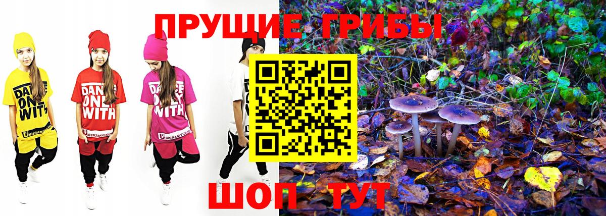 Псилоцибиновые грибы Psilocybe  Вход с VPN  Гусиноозёрск 